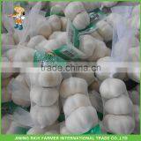 High Quality Price Fresh Natural Wholesale Garlic thumbnail-1