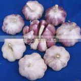 Yunnan Purple Skin Garlic