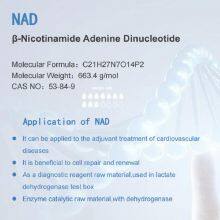 NAD β-Nicotinamide Adenine Dinucleotide//β-NAD thumbnail-4