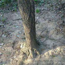 Price of 12 - Centimeter Chionanthus Retusus, Cheap, Guaranteed to Survive thumbnail-5