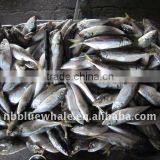 Horse Mackerel