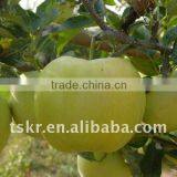 Best Sweet Golden Delicious Apple thumbnail-1