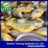 Frozen Seafoods Frozen Yellow Croaker thumbnail-1