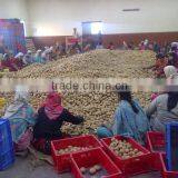 Fresh Potato Fron India thumbnail-1