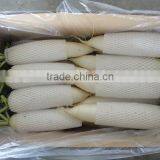 White Fresh Radish thumbnail-1