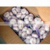 Chinese Garlic thumbnail-1