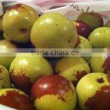 Vacuum Fried Crispydate With Fresh Winter Jujube thumbnail-4