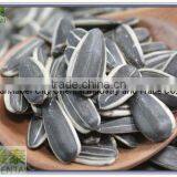 Supply High Quality 24/64 Sunflower Seeds thumbnail-1