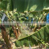 High Quality Topaline Greenhouse Twine thumbnail-5