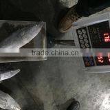 2016 New Arrive Sarda Sarda thumbnail-4