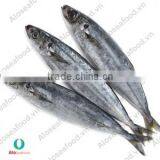 SCAD: ROUND/ LAYANG/ YELLOW TAIL/ YELLOWSTRIPE/ BIG EYES thumbnail-1