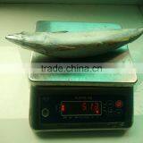 Best Price Frozen Atlantic Mackerel for Wholesale thumbnail-1