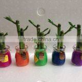 Lucky Bamboo Dracaena Sauderiana Mini Plant thumbnail-1