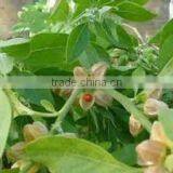 Withania Somnifera thumbnail-3