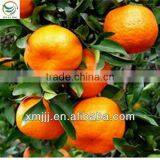 Orange Buyers thumbnail-6