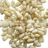 Pine Nut Kernel thumbnail-1