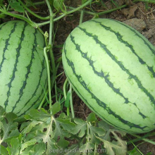 Planting f1 Hybrid Fruit Seed Watermelon Seeds thumbnail-1