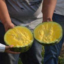 Golden Orchid Small Seedless Yellow Flesh Watermelon Seeds thumbnail-3