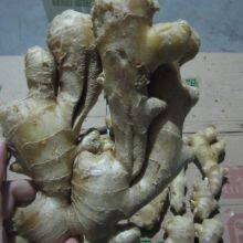 Inspection Service China for Gingers thumbnail-4