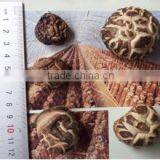 Lianfeng (Suizhou) Food Co., Ltd. company overview - view 3 thumbnail