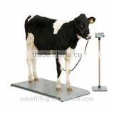 cattle scale cow scale calves scale