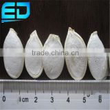 Shopping Online Websites for Pumpkin Seeds Snow White, Lady Nail Snow White