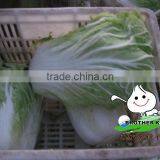 Chinese Round Cabbage thumbnail-1