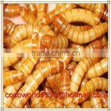 Mealworms for Sale Australia/where do Meal Worms Live/mealworms for Sale thumbnail-4