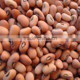 SPICES AND PULSES thumbnail-1