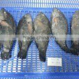 FROZEN BLACK TILAPIA WHOLE ROUND thumbnail-1