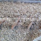 Sunflower Seeds From Turkey thumbnail-2