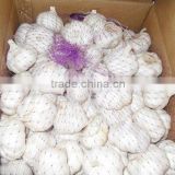 2011 lowest price and best quality garlic