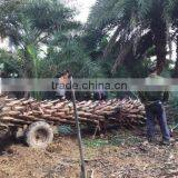 Large Date Palm Tree thumbnail-3