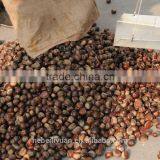 2015 New Crop Fresh Organic Sweet and Easy Peeling Chestnuts With Shell thumbnail-4