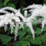 Standard Plant Extract Black Cohosh Extract With Triterpene Glycosides2.5~8 % Actaea Racemosa thumbnail-2