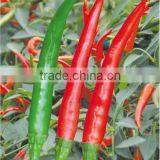 Upright Single Hot Pepper/Chilli Seed For Sale Yan Li thumbnail-1