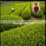 90%min Water Soluble Humic Acid thumbnail-5