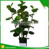 Artificial Green Ornamental Plant Indoor and Outdoor thumbnail-1