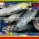 FROZEN SKIPJACK TUNA WHOLE ROUND thumbnail-1