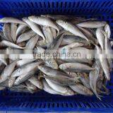 Frozen Horse Mackerel /Pacific/Indian/Atlantic Mackerel Fish for Sale thumbnail-2