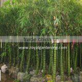 Bambusa Ventricosa ( Chinese Bamboo ) thumbnail-6