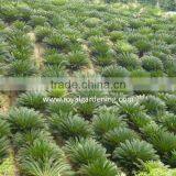 Cycas Revoluta ( Sago Palm ) Nursery thumbnail-1