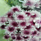 High Quality Sprayed Chrysanthemums With All Colors Wholesale thumbnail-3