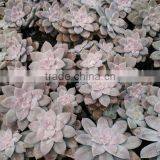 Graptopetalum Pentandrum v Superbum, Decorative Plants Echeveria, Succulent Plants, Tropical Plants thumbnail-1