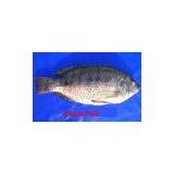 Tilapia Fish thumbnail-1