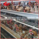 A Type Layer Poultry Cages Hot Sale in Kenya ( Own Agent in Kenya)