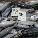 FROZEN LOLIGO SQUID WHOLE thumbnail-4