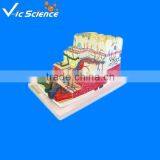 Stomach Wall Level Model