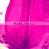 Chick Embryo Slides Prepared Microscope Slides thumbnail-3