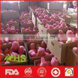 Fresh Fruit of Fresh Apples in Hot Selling thumbnail-4